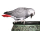 African Grey Parrot on Pot Wall Decal