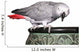 African Grey Parrot on Pot Wall Decal