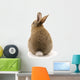 Adorable Rabbit White Wall Decal