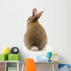 Adorable Rabbit White Wall Decal