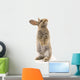 Adorable Rabbit White Wall Decal