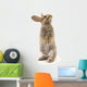 Adorable Rabbit White Wall Decal