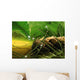 dewy pine cone Wall Mural
