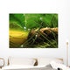 dewy pine cone Wall Mural