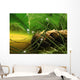 dewy pine cone Wall Mural