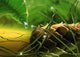 dewy pine cone Wall Mural