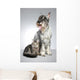 Dog Breed Mittel Schnauzer