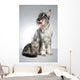 Dog Breed Mittel Schnauzer