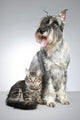 Dog Breed Mittel Schnauzer
