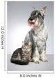 Dog Breed Mittel Schnauzer