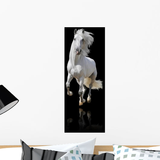 white horse isolated Wall Mural