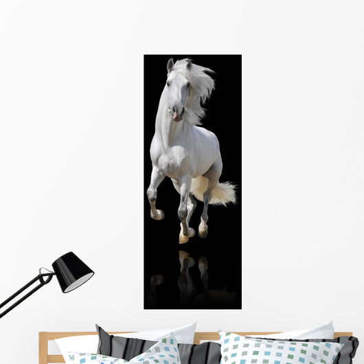 white horse isolated Wall Mural