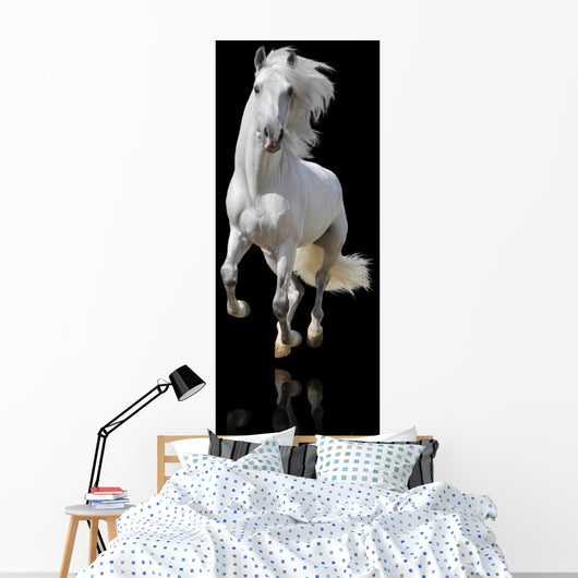 white horse isolated Wall Mural