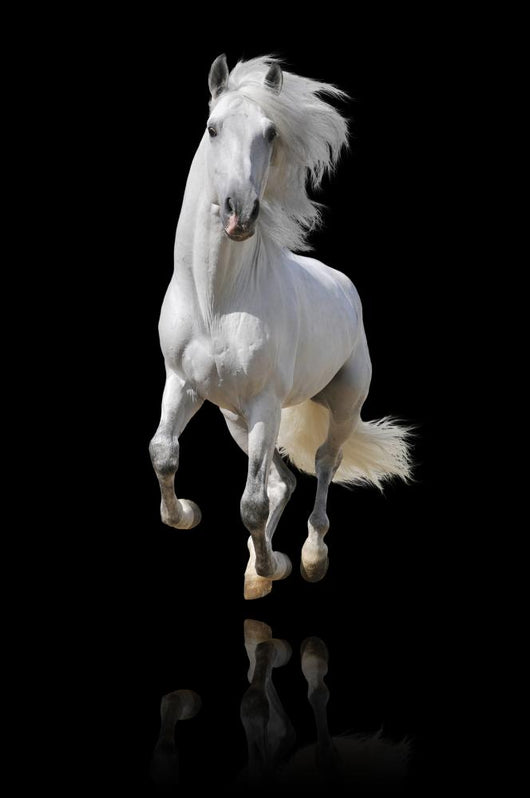 white horse isolated Wall Mural