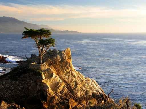 Lone Cypress Tree Wall Decal