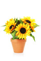 Bright Sunflowers in a Pot Wall Decal
