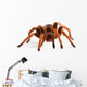 Tarantula Wall Decal