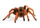 Tarantula Wall Decal