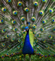 Peacock Wall Decal