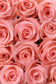 Big multiple pink roses background Wall Mural
