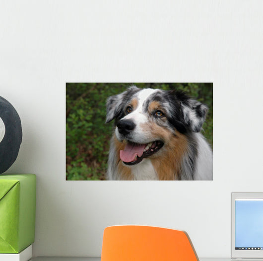 Australian Shepherd Wall Mural