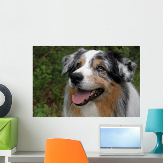 Australian Shepherd Wall Mural