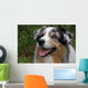 Australian Shepherd Wall Mural