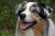 Australian Shepherd Wall Mural