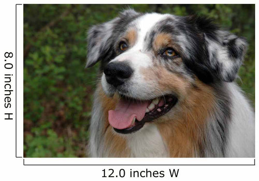 Australian Shepherd Wall Mural