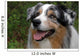 Australian Shepherd Wall Mural