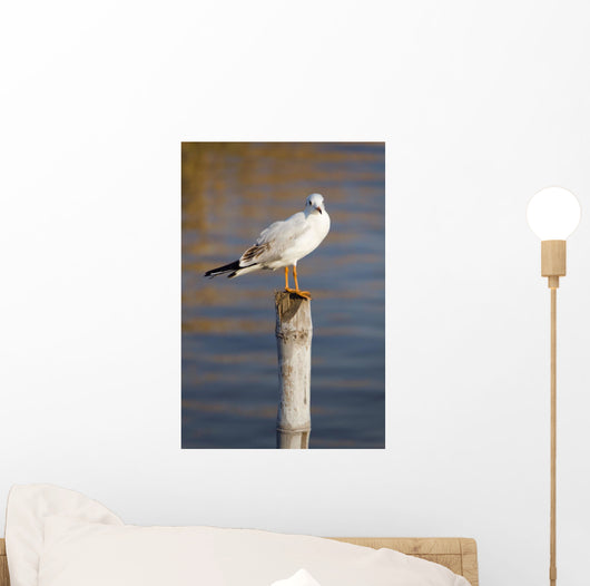 Seagull Stump