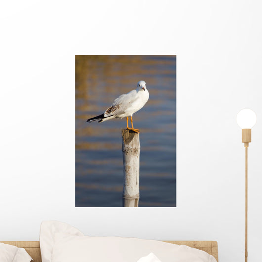 Seagull Stump