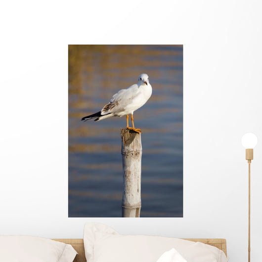 Seagull Stump