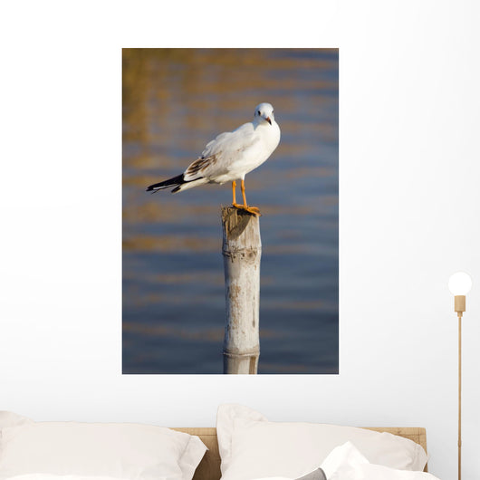 Seagull Stump