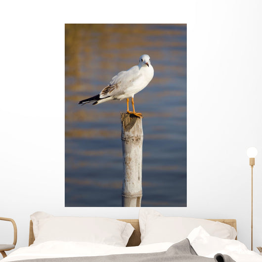 Seagull Stump