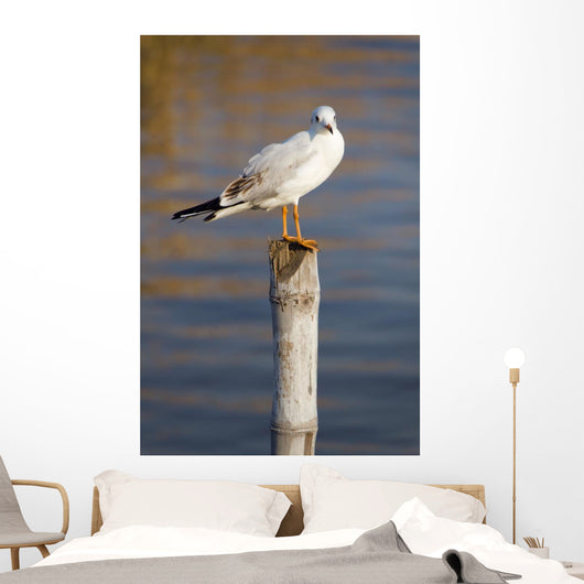 Seagull Stump