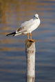 Seagull Stump