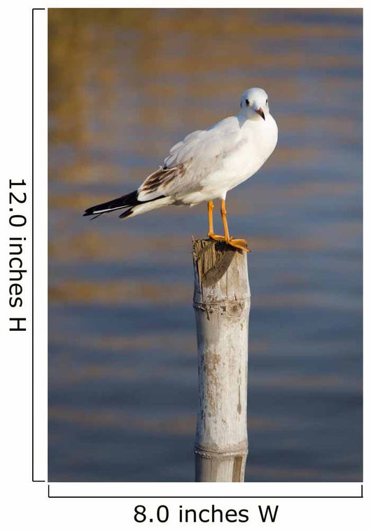 Seagull Stump