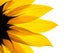 Sunflower Detail White Wall Decal