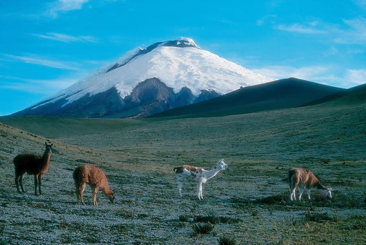 Cotopaxi