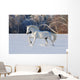 White Horse Winter