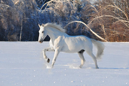 White Horse Winter