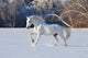 White Horse Winter
