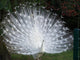 Paon Blanc Profil Wall Mural