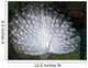 Paon Blanc Profil Wall Mural