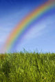 Rainbow Wall Decal Design 2