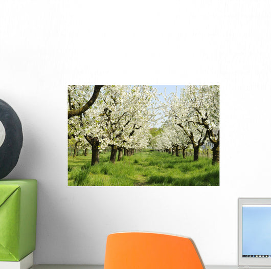 Orchard