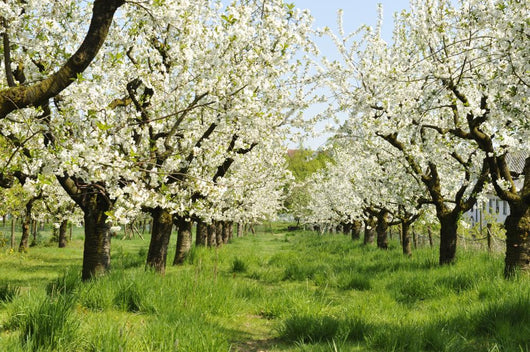 Orchard
