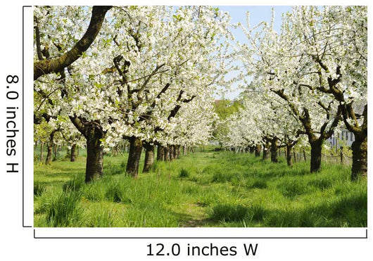 Orchard
