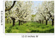 Orchard
